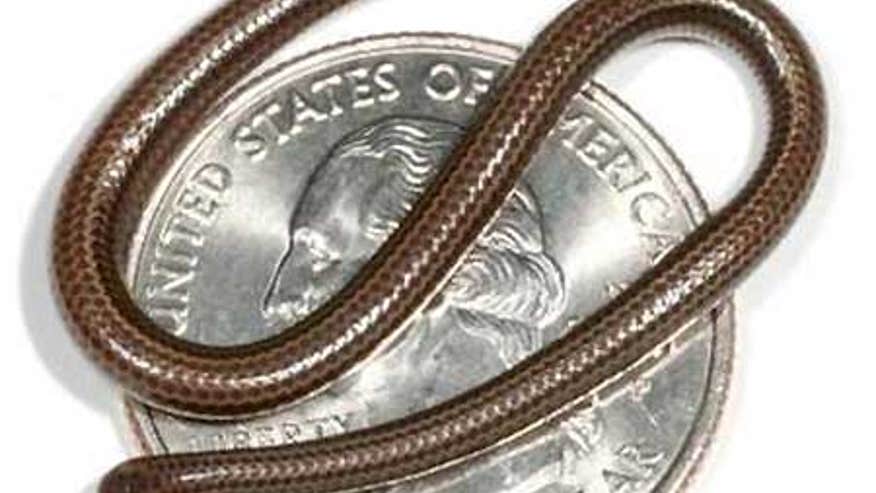0_21_080308_SmallestSnake.jpg