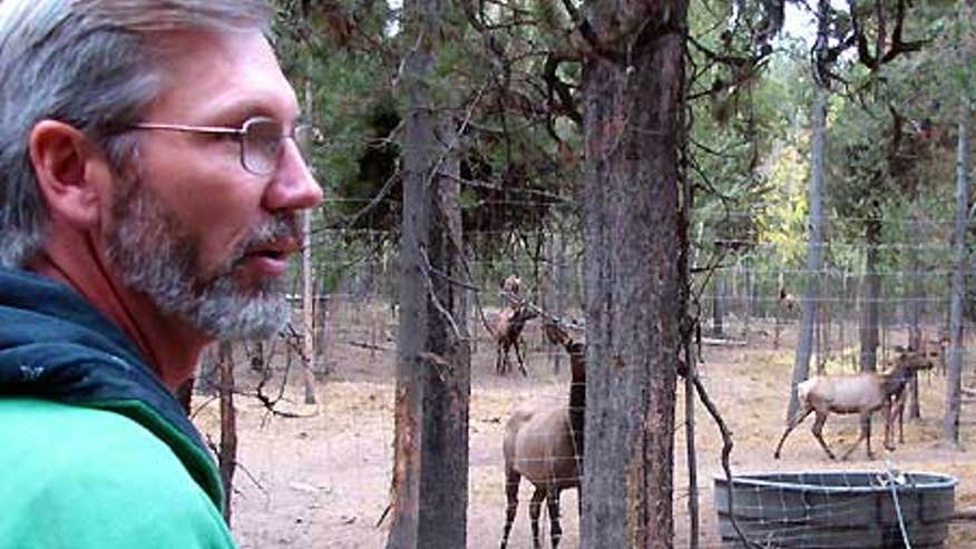 0_21_092406_elk.jpg