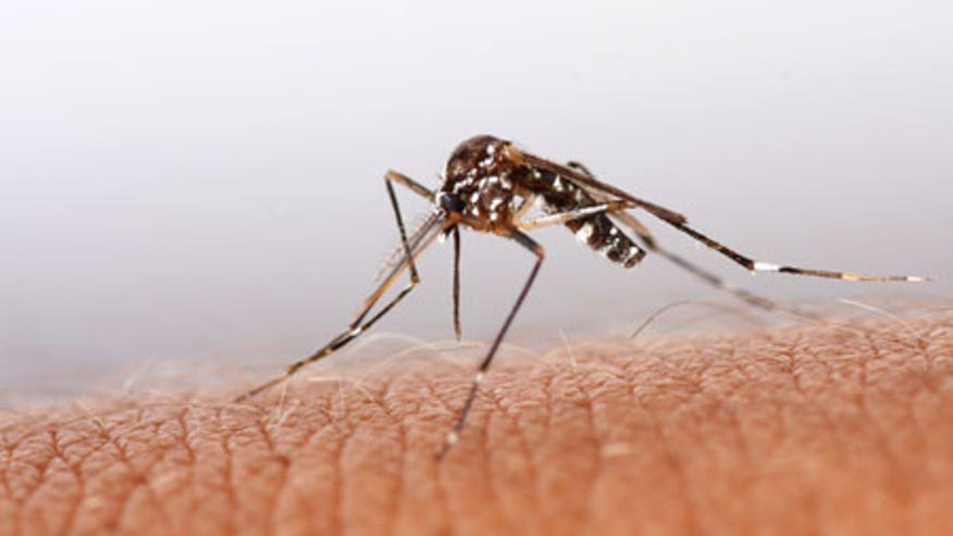 0_21_Mosquito_bite_450.jpg
