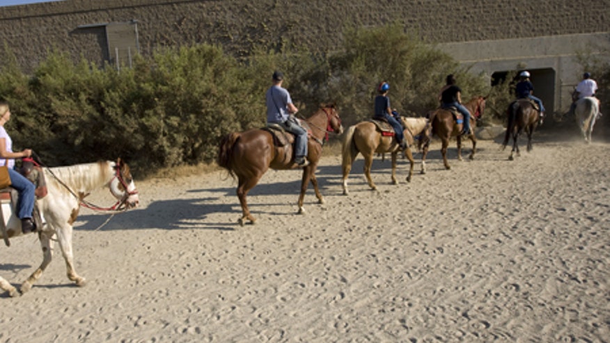 0_21_lahorse450.jpg