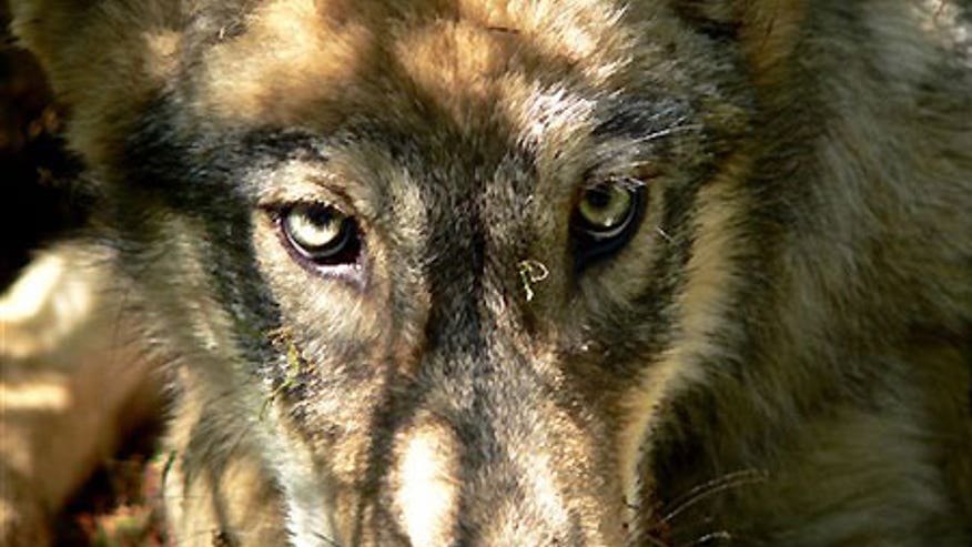 0_21_wolf_glower.jpg