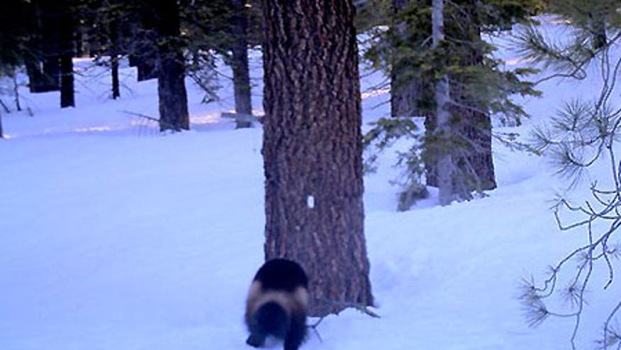 0_21_wolverine_sierra.jpg