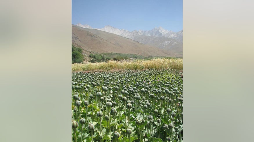 0_22_350_poppies.jpg