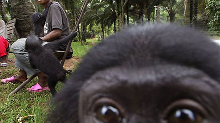 1_21_bonobo_congo_1.jpg