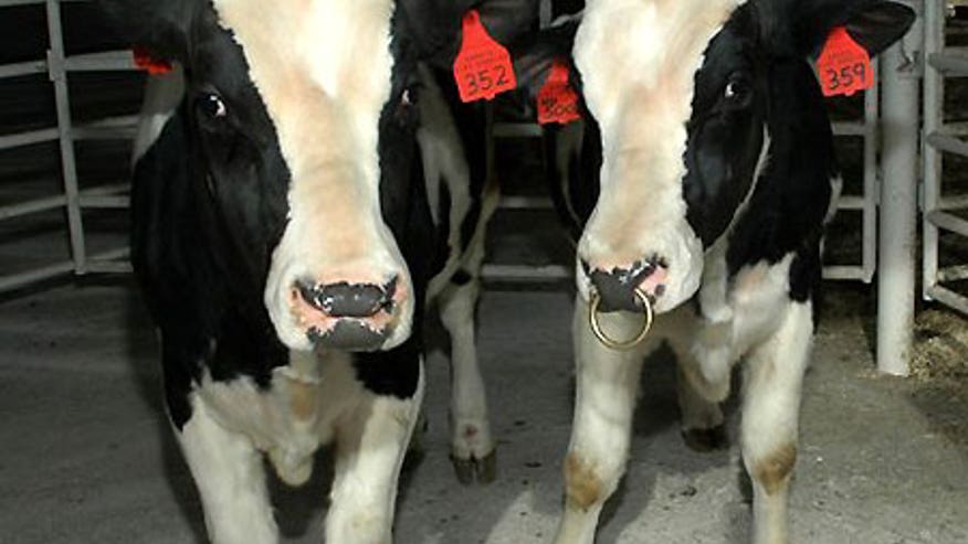 1_21_mad_cow_free.jpg