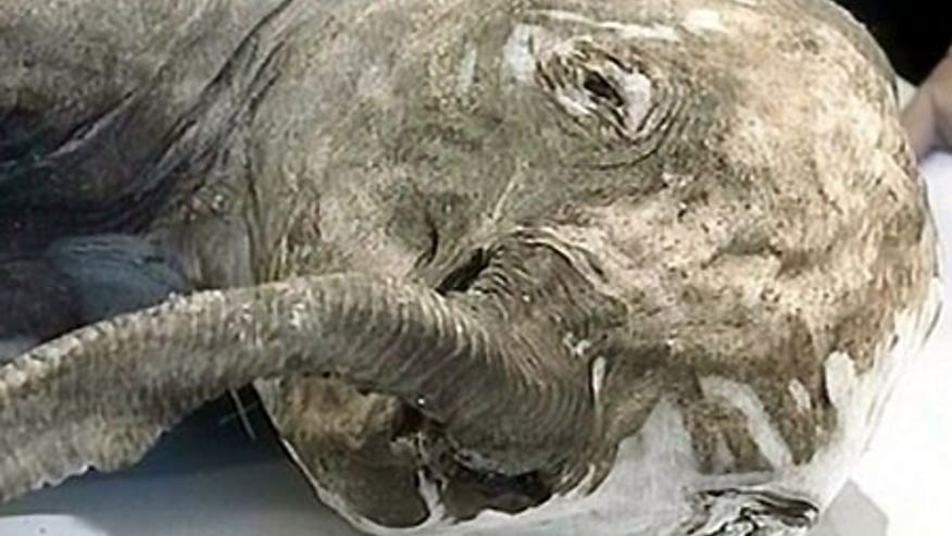 1_21_mammoth_frozen_1.jpg