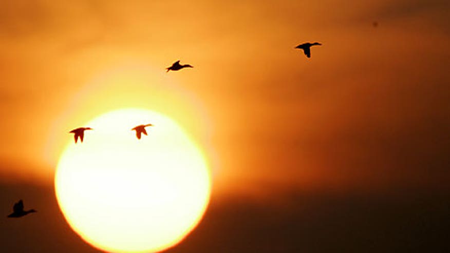 1_21_sun_birds.jpg