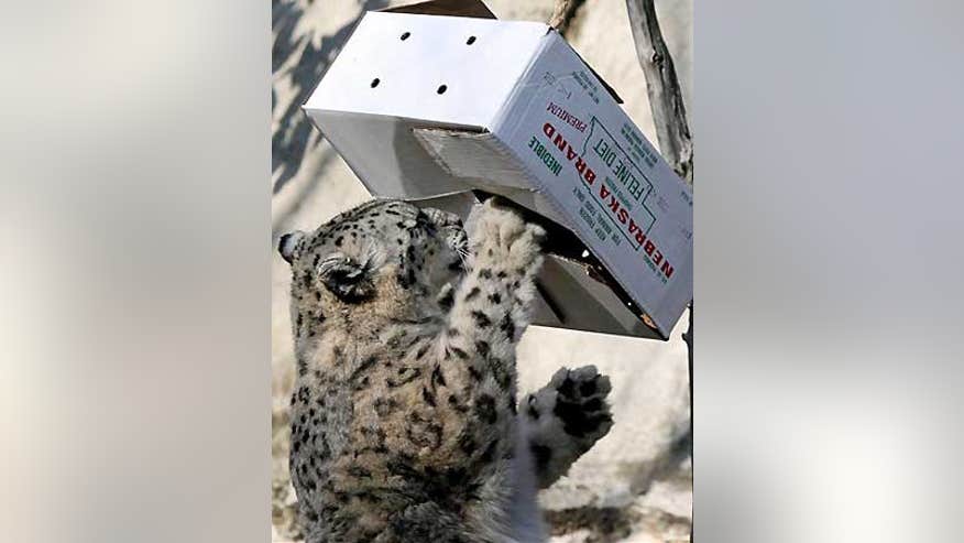 1_21_zoo_enrichment6.jpg