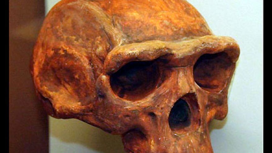1_22_homo_erectus_skull.jpg