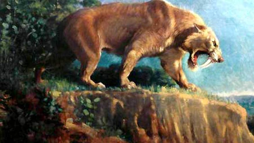 2_21_sabertoothclip.jpg