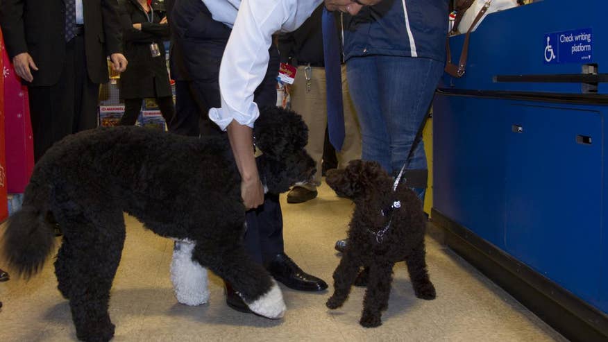 Obama_Bo.jpg