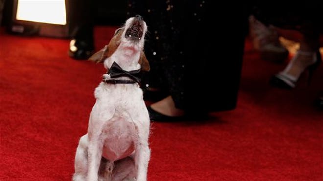 Uggie.jpg