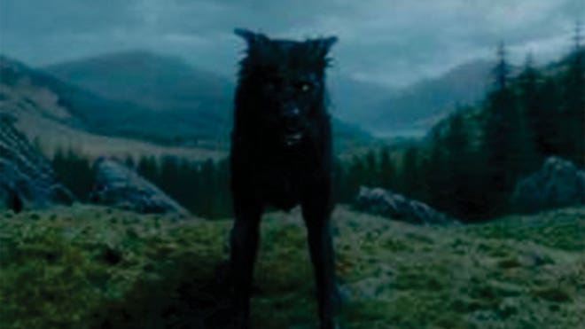 padfoot harry potter