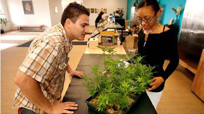 weed wars 640