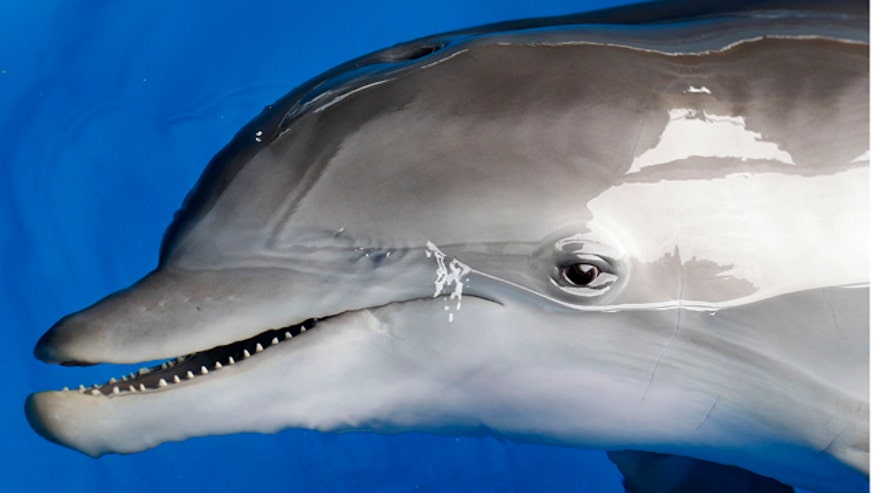 dolphin_tale.jpg