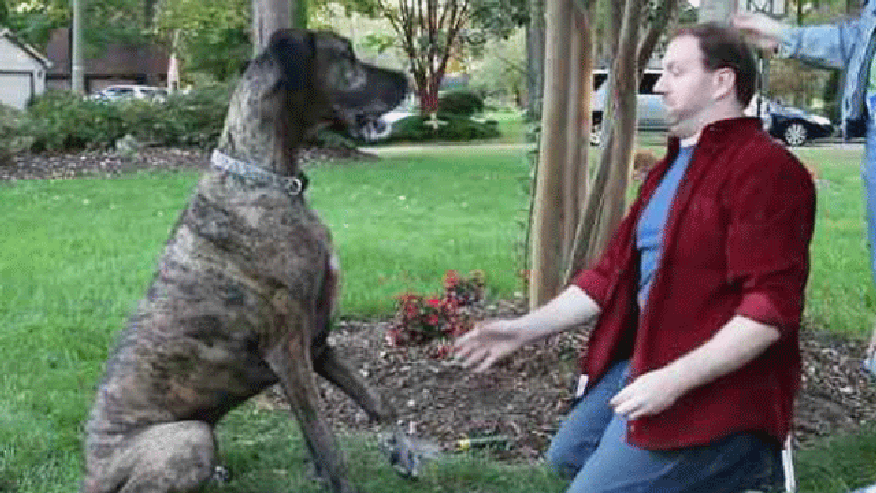 doritos great dane 640