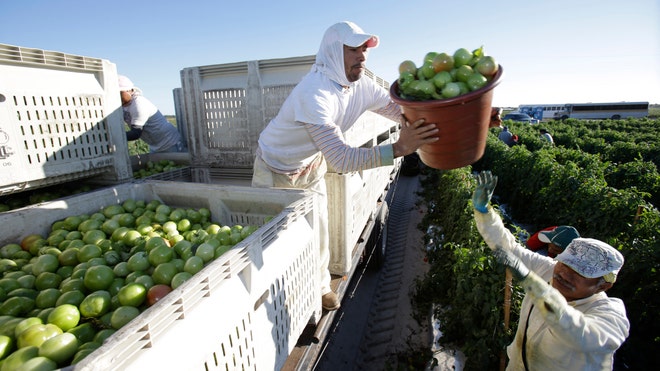 http://a57.foxnews.com/global.fncstatic.com/static/managed/img/FNL/Politics/660/371/florida%20farmworkers.jpg?ve=1&tl=1