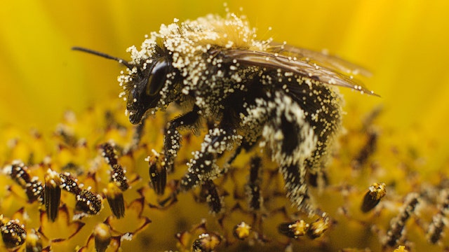 Beware the potential risks of bee pollen supplements