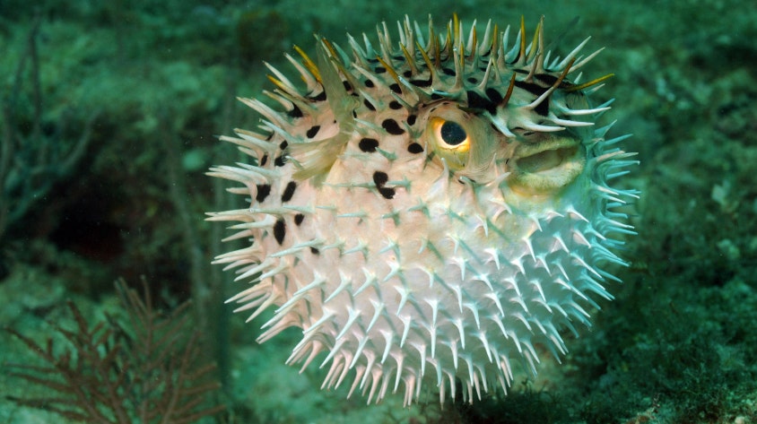 Pufferfish pain relief? Doctors use fish’s neurotoxin to improve lives of cancer patients