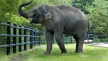 The Oregon Zoo has quarantined an elephant that tested positive for tuberculosis.