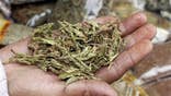 The meteoric rise of a natural, healthy alternative to sugar - a holy grail for the food industry - might just be a little too good to be true