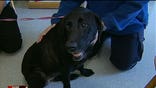 A special dog used to help people is getting some much-needed help of her own at a Virginia clinic. Red, a -year-old black Labrador, is one of the last surviving search and rescue dogs deployed during the / attacks