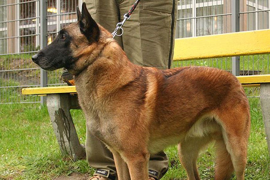 German Cops Ditch German Shepherds For Belgian Breed Fox