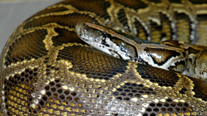 Python