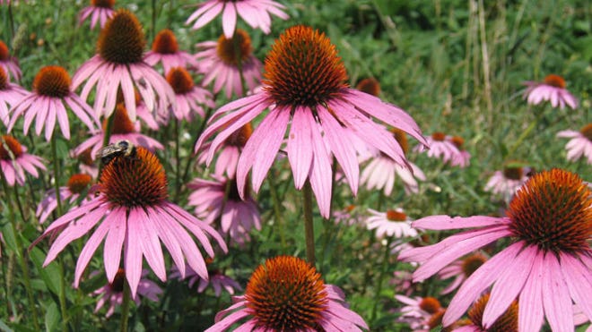 Echinacea