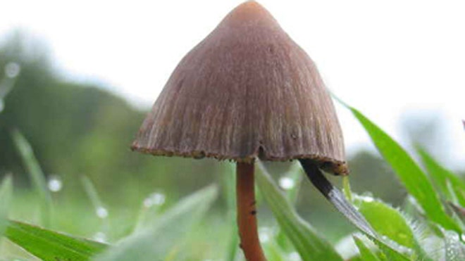 Mexicana Mushroom