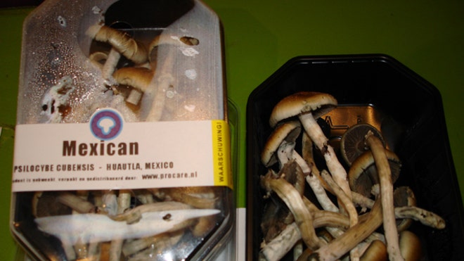 Magic Mushrooms