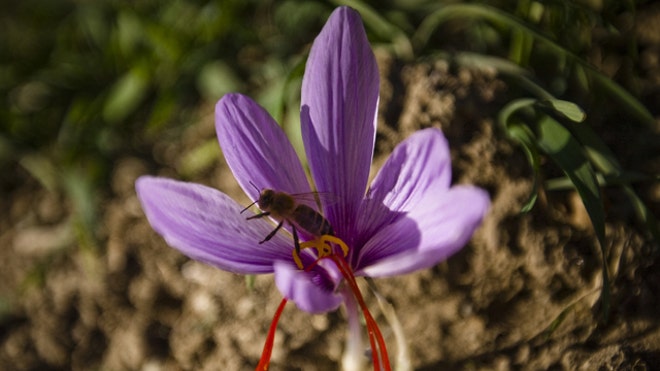 Saffron Flower