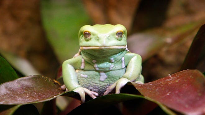 Waxy Monkey Frog