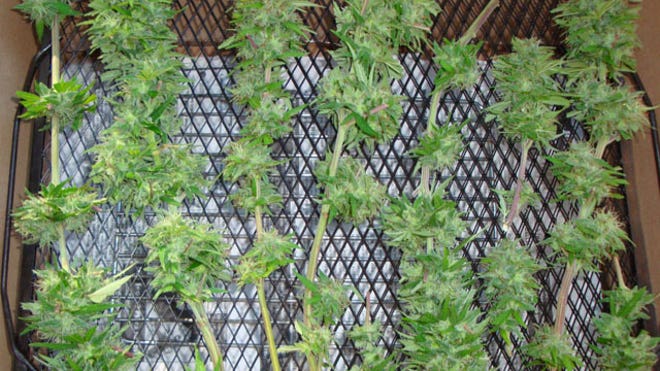 Cannabis_640.jpg