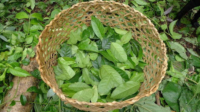 Guayusa_640.jpg