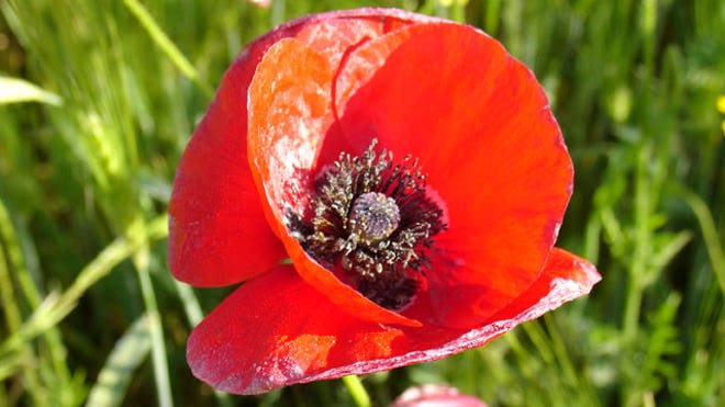 Poppy_640.jpg