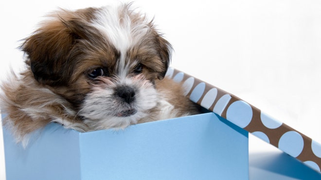 Puppy