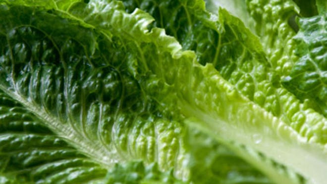 Romaine lettuce
