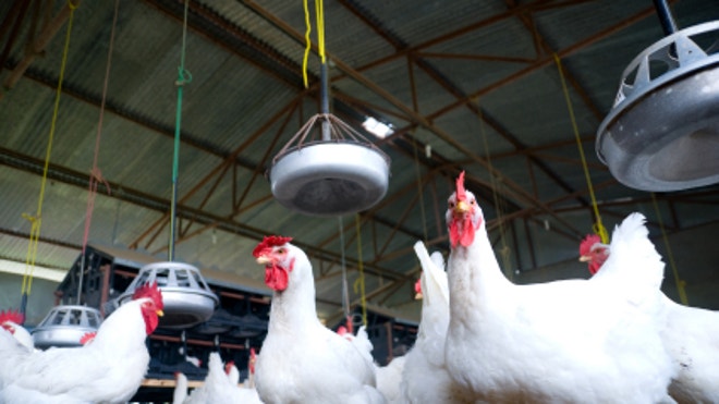 chicken_farm.jpg