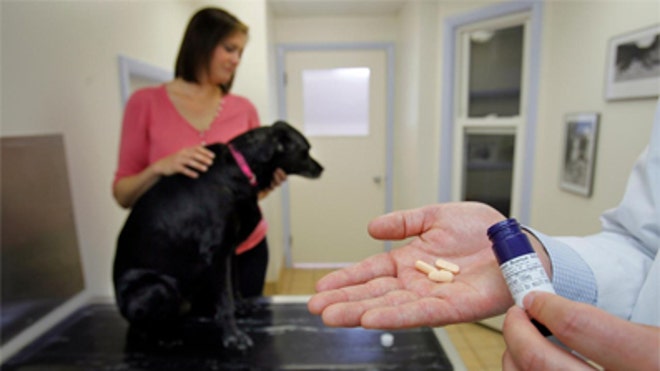 dog at the vet