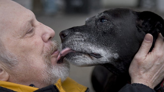 dog heart attack