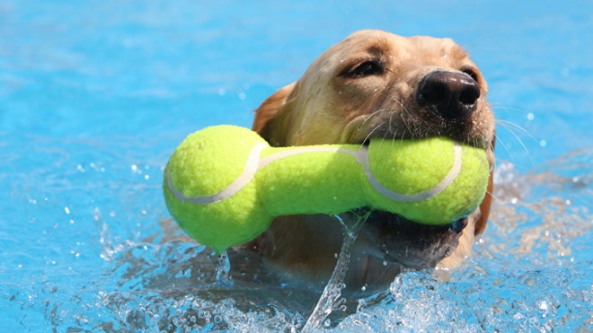 dog swimming