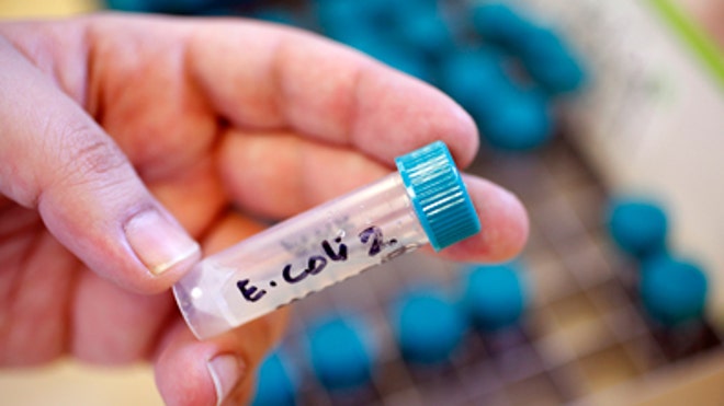 e.coli testing