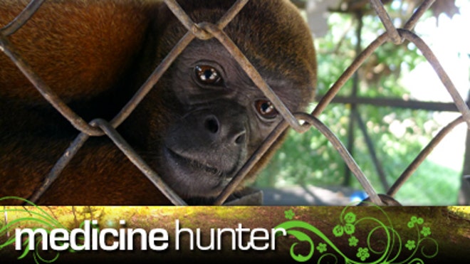med_hunter_monkey.jpg