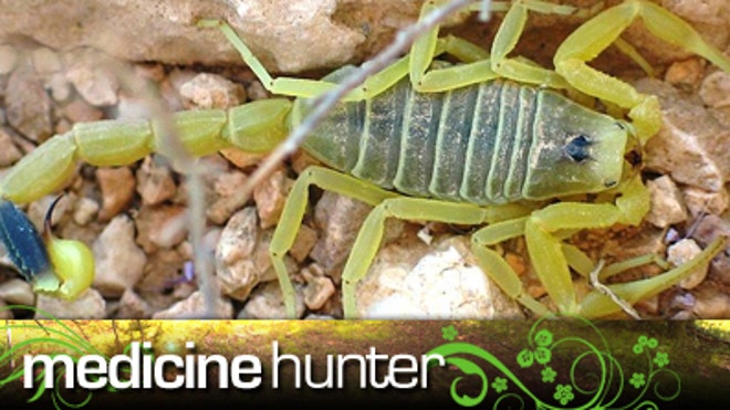 med_hunter_scorpion.jpg