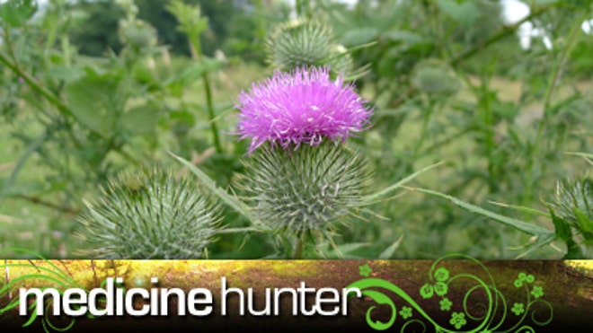 milk thistle banner