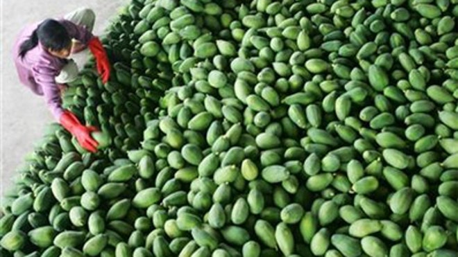 papaya