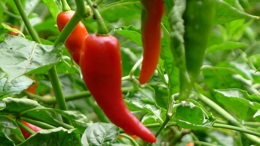 Hot Pepper