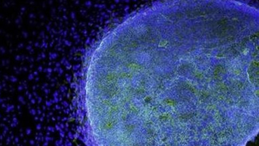 Stem Cells