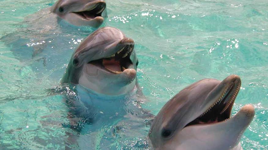 Dolphins help battle addictive behavior